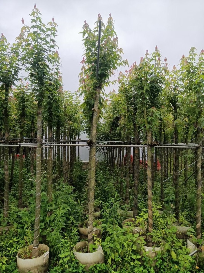 枫香树5～10公分基地直销规格齐全欢迎老板来电咨询