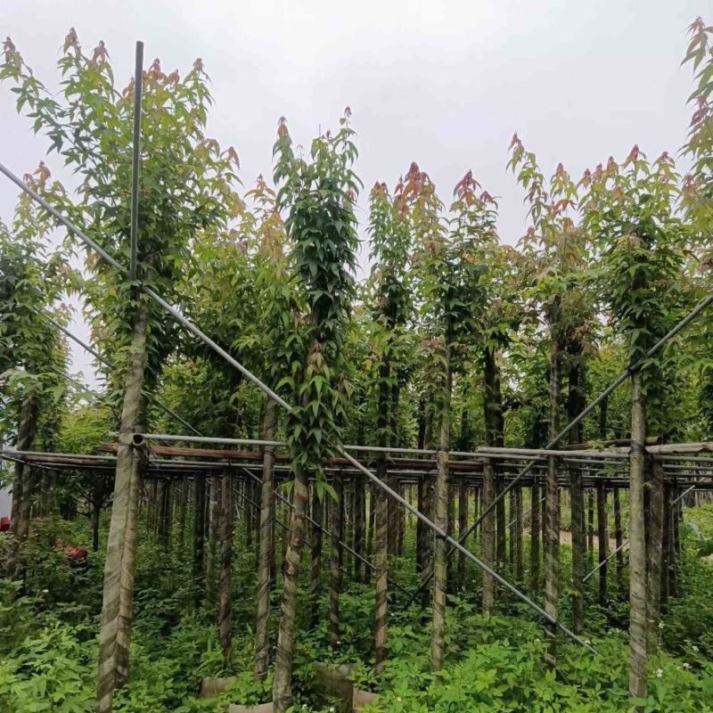 枫香树5～10公分基地直销规格齐全欢迎老板来电咨询