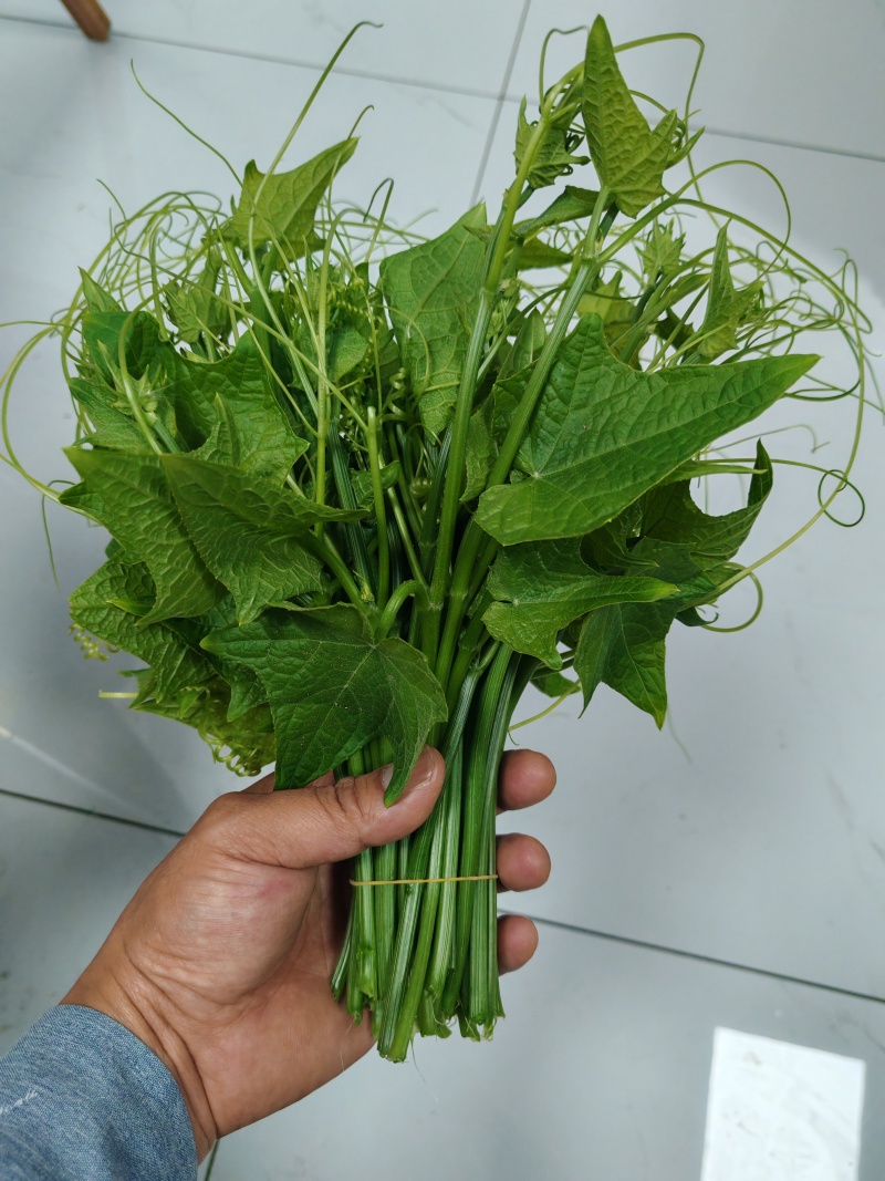 新品上市龙须菜