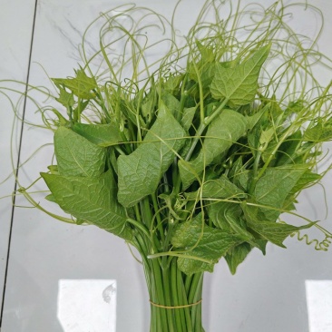 新品上市龙须菜