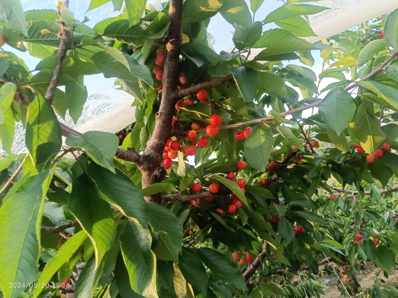 天水大樱桃