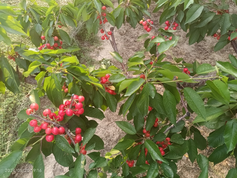 天水大樱桃