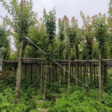 枫香5-6公分出售