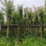 枫香5-6公分出售