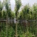 枫香5-6公分出售