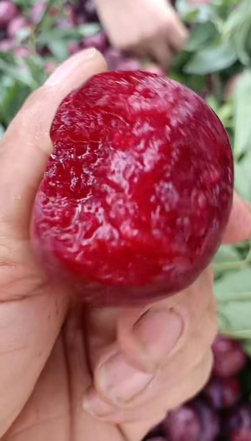 红心蜜李