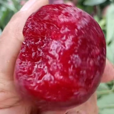 红心蜜李
