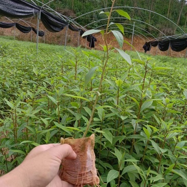 木姜子苗，山苍子苗，山胡椒苗