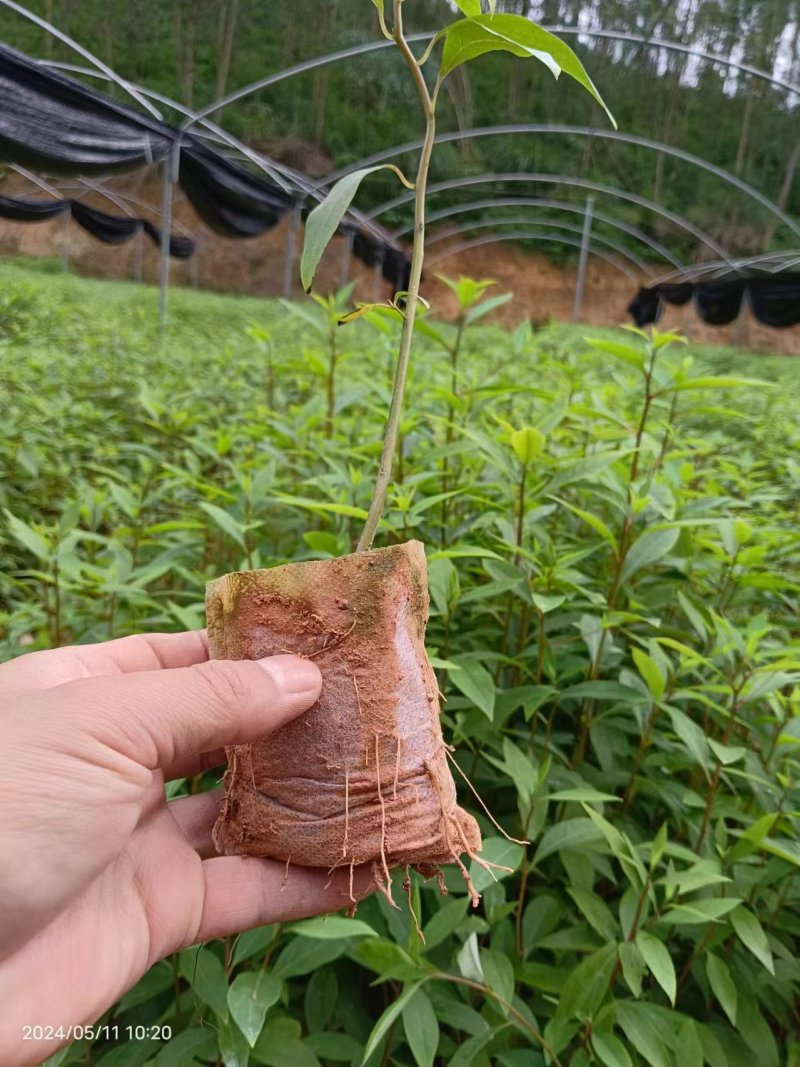 木姜子苗，山苍子苗，山胡椒苗