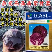 紫琪紫甘蓝种子圆球春夏秋季耐热耐裂紫红色包心菜种孑菜籽大