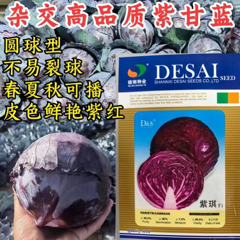 紫琪紫甘蓝种子圆球春夏秋季耐热耐裂紫红色包心菜种孑菜籽大