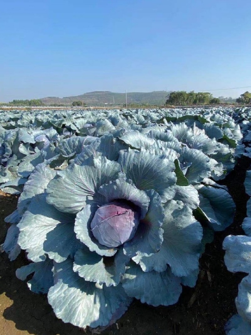 紫琪紫甘蓝种子圆球春夏秋季耐热耐裂紫红色包心菜种孑菜籽大