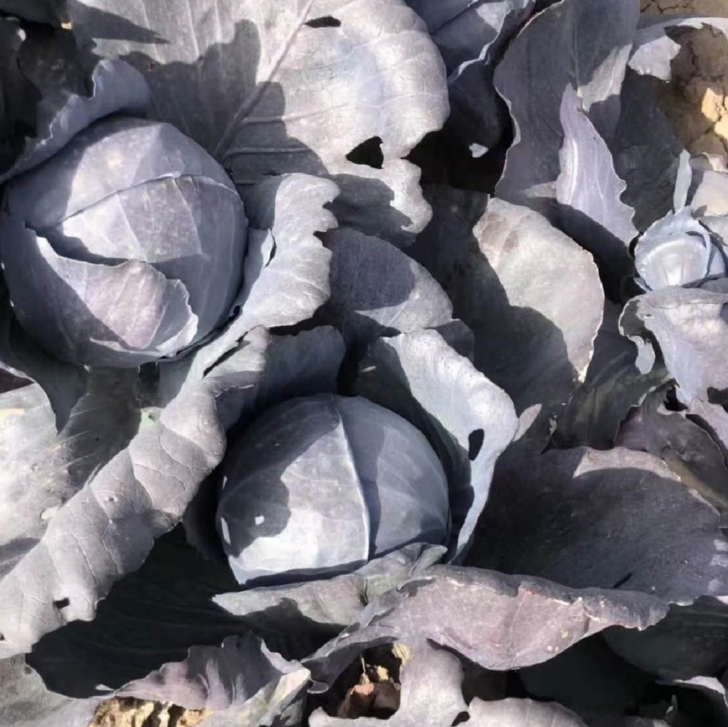 紫琪紫甘蓝种子圆球春夏秋季耐热耐裂紫红色包心菜种孑菜籽大