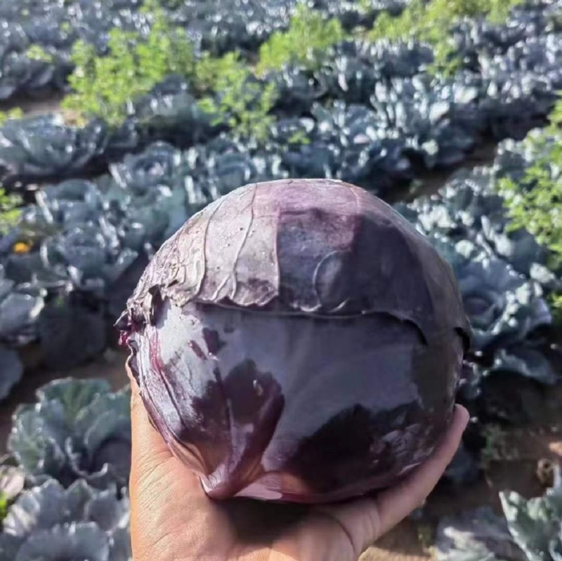 紫琪紫甘蓝种子圆球春夏秋季耐热耐裂紫红色包心菜种孑菜籽大