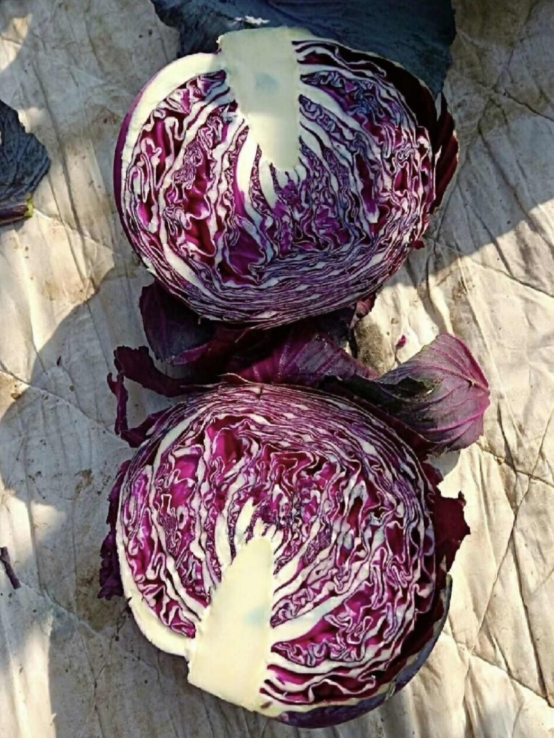 紫琪紫甘蓝种子圆球春夏秋季耐热耐裂紫红色包心菜种孑菜籽大