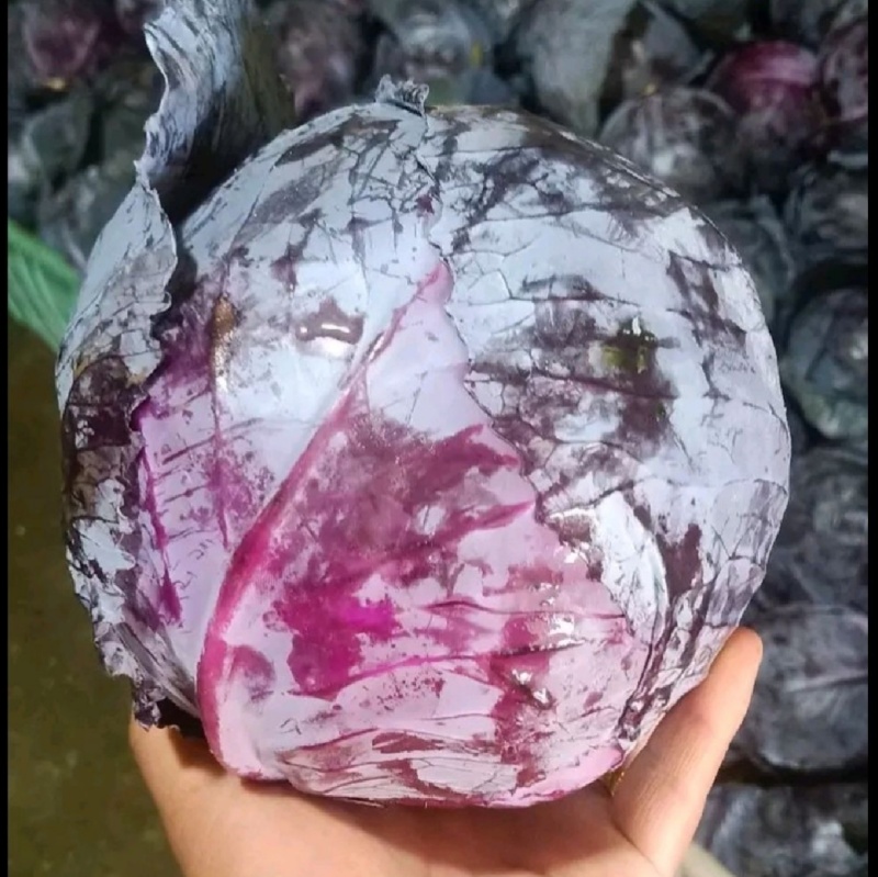 紫琪紫甘蓝种子圆球春夏秋季耐热耐裂紫红色包心菜种孑菜籽大