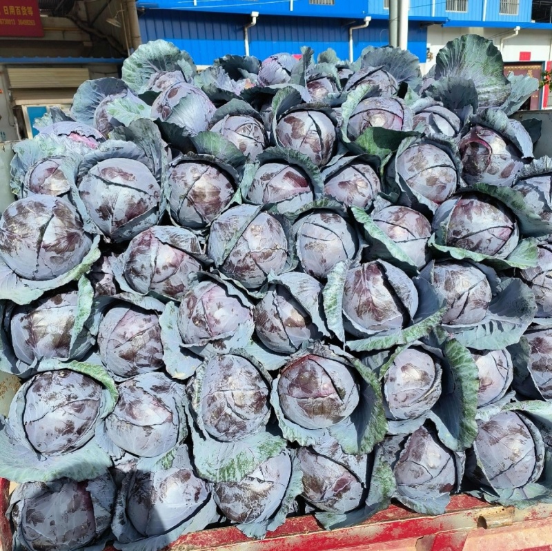 紫琪紫甘蓝种子圆球春夏秋季耐热耐裂紫红色包心菜种孑菜籽大