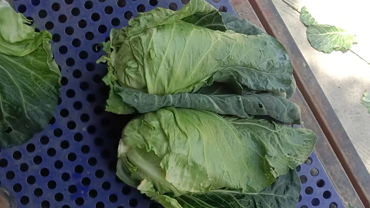 牛心甘蓝的外观特写