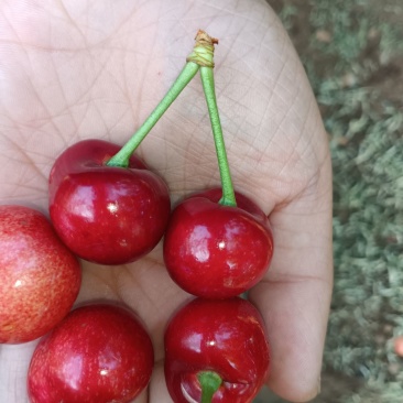 自己家种的凉地樱桃