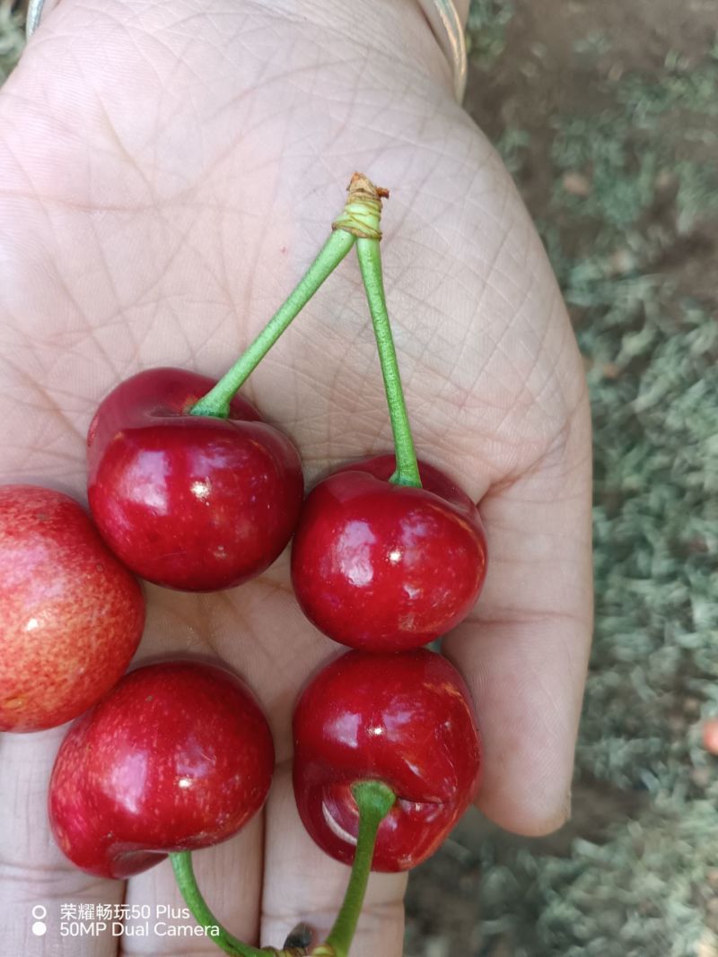 自己家种的凉地樱桃