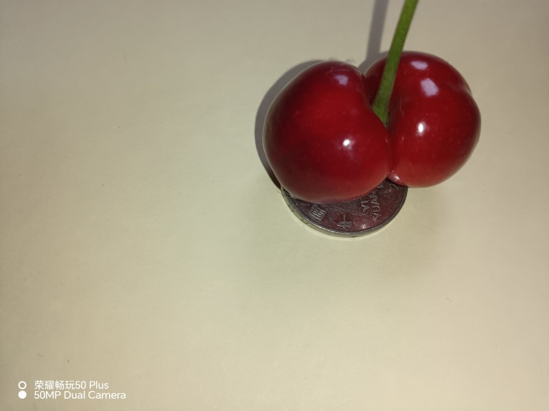 自己家种的凉地樱桃