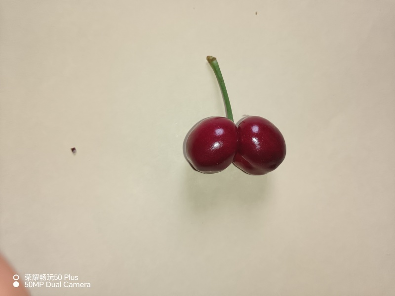 自己家种的凉地樱桃