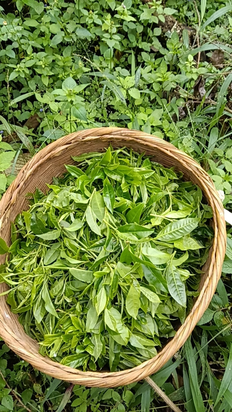 茶