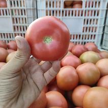 山东菏泽定陶黄店西红柿大量现货电商超市市场，全国。