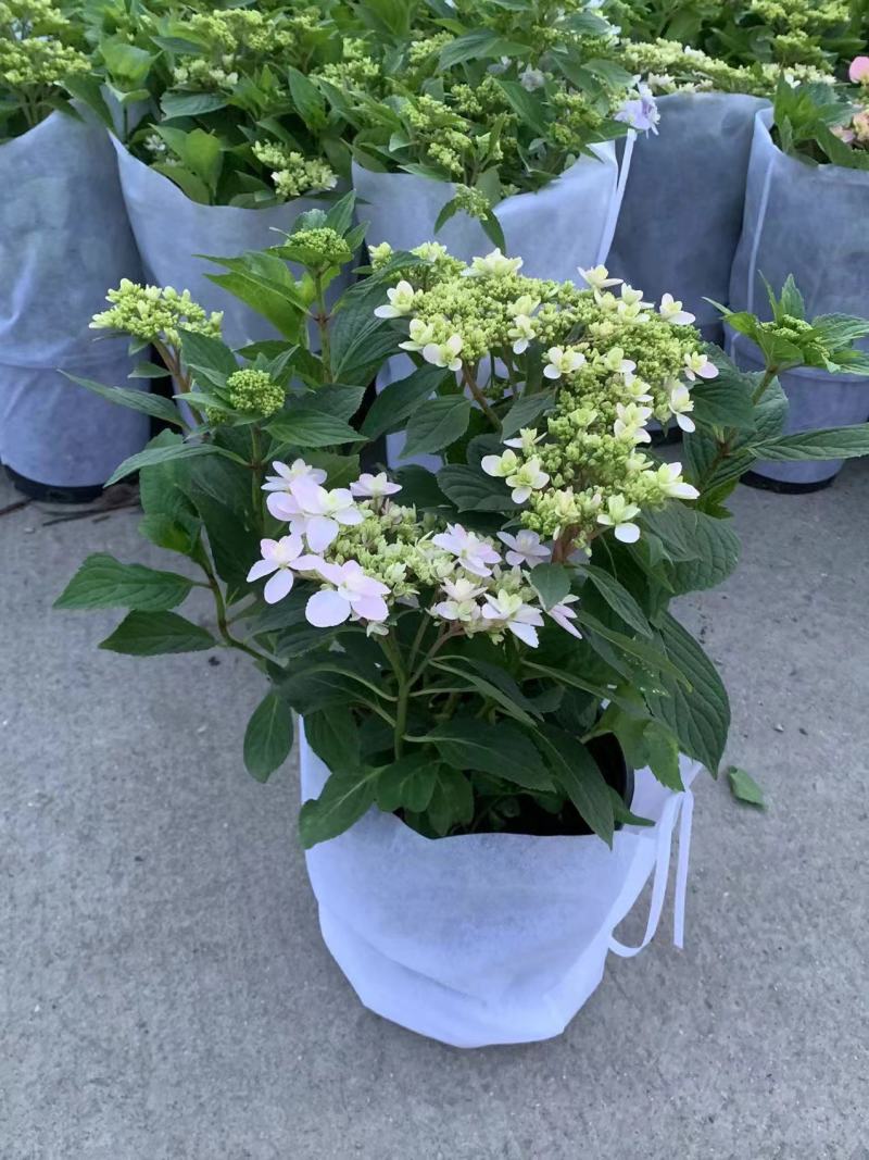 品种绣球花2加伦量多价忧欢迎来订购。