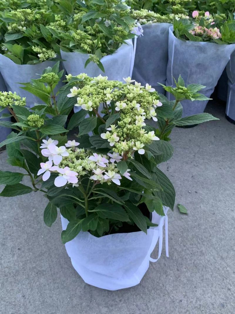 品种绣球花2加伦量多价忧欢迎来订购。