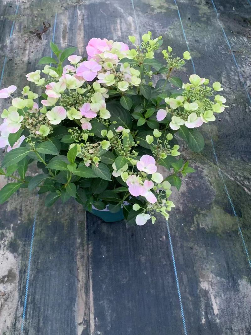 品种绣球花2加伦量多价忧欢迎来订购。