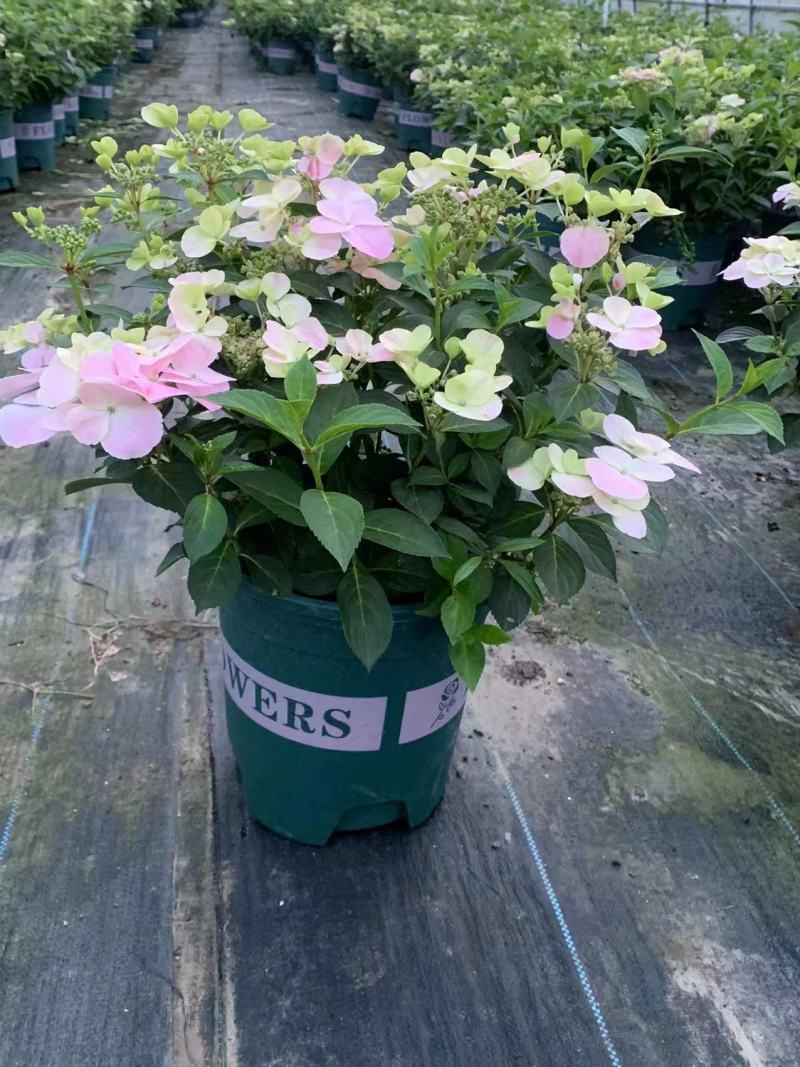 品种绣球花2加伦量多价忧欢迎来订购。