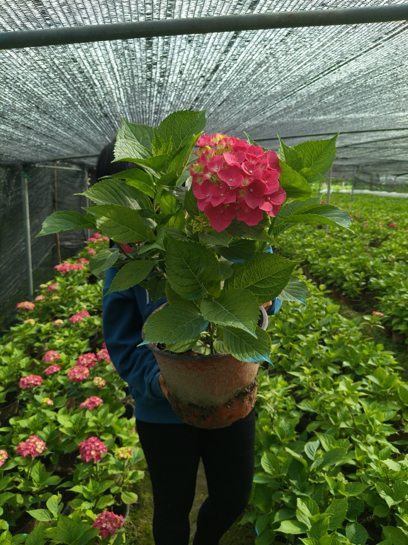 德国八仙花大红绣球花2加伦、3加伦，量多价优，欢迎订购。