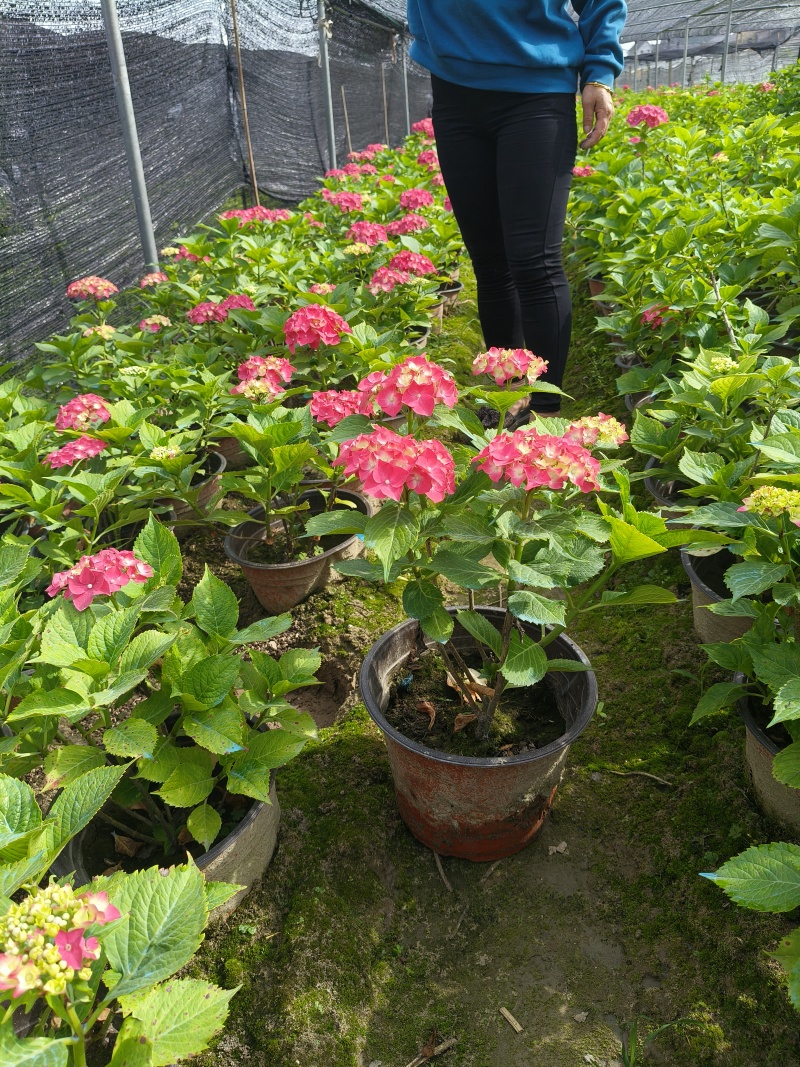 德国八仙花大红绣球花2加伦、3加伦，量多价优，欢迎订购。