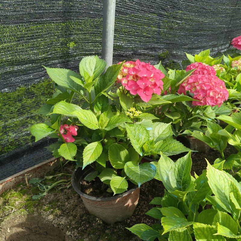 德国八仙花大红绣球花2加伦、3加伦，量多价优，欢迎订购。