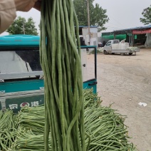 山东菏泽定陶黄店豆角大量现货有要的老板请联系我。