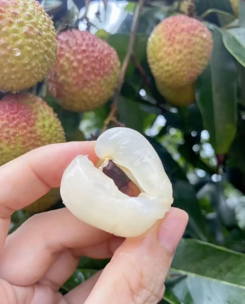 妃子笑荔枝，大量供应果粒，串果，口感甜，肉厚核小