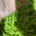 福建翠绿宝、64、毛豆籽粒饱满虫害少货源充足