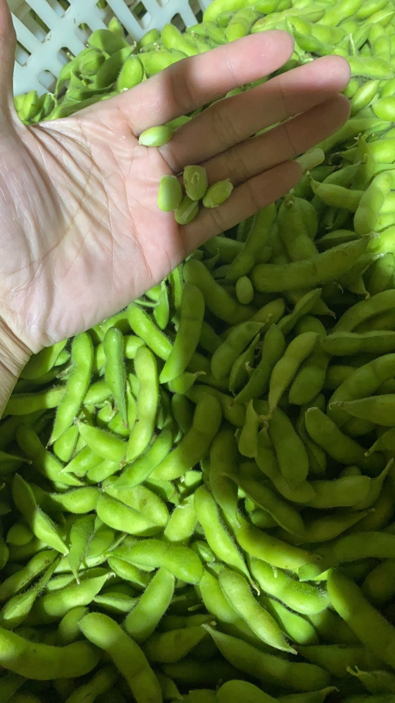 福建翠绿宝、64、毛豆籽粒饱满虫害少货源充足