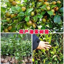 【精选】广西河池油茶苗大量供应一手货源自产自销