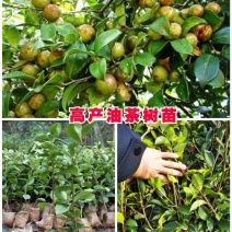 【精选】广西河池油茶苗大量供应一手货源自产自销