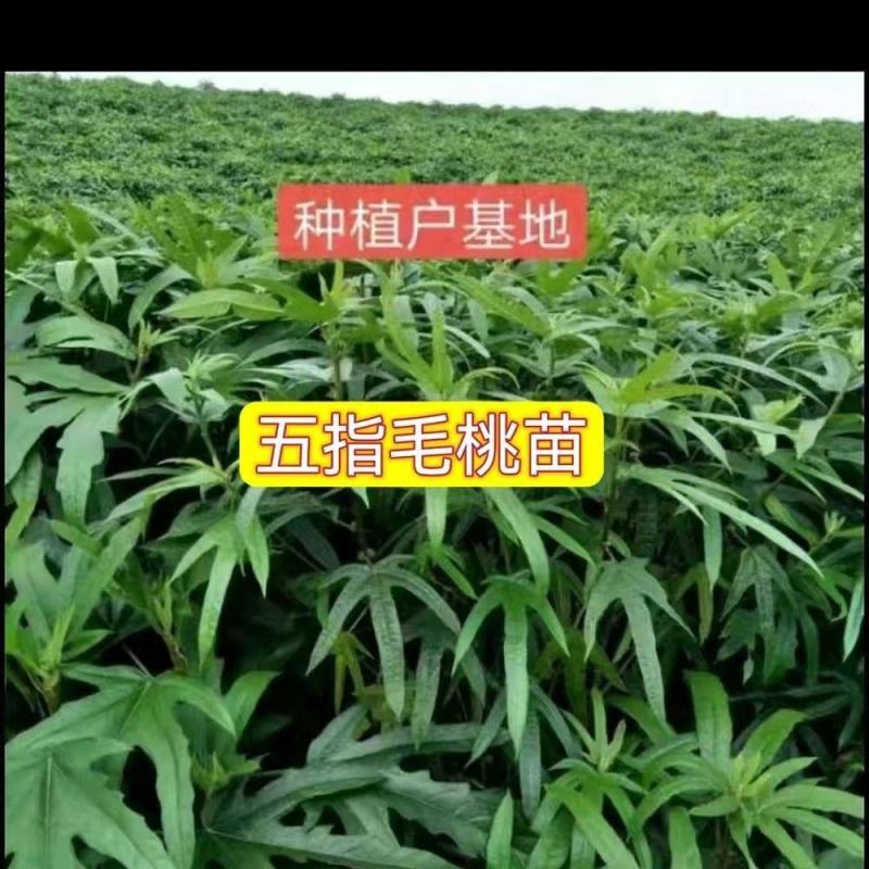 【产地批发】精选五指毛桃苗成活率高根系发达保质保量