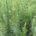 【自产自销】精选松树苗品质保证大量供应视频看货
