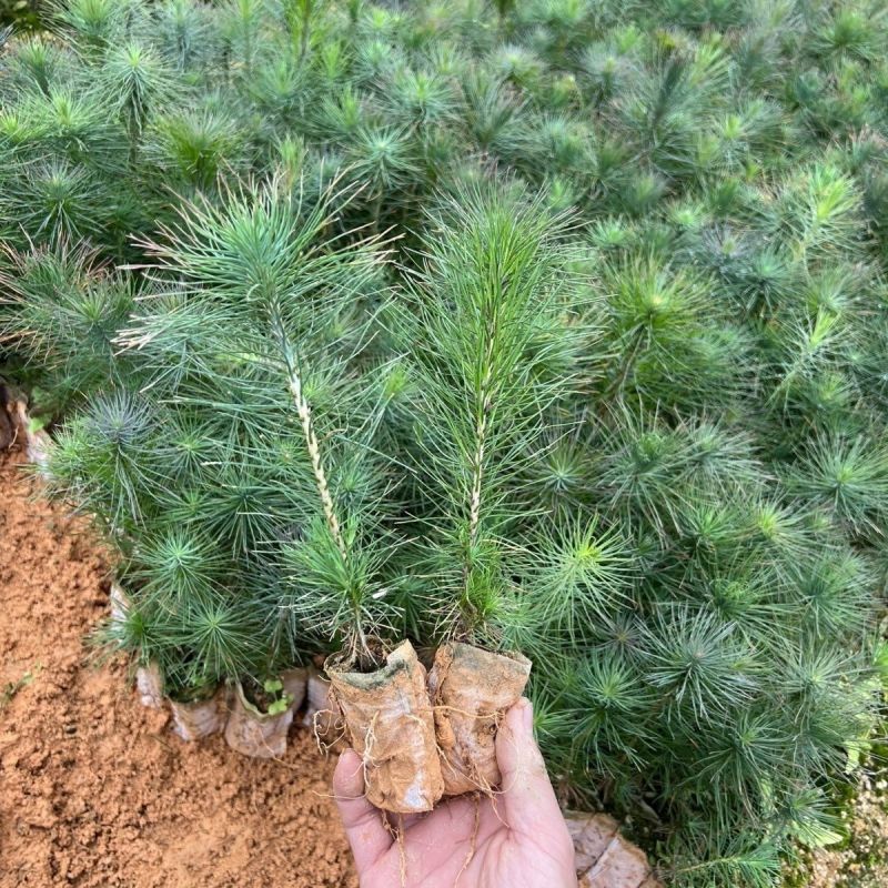 【自产自销】精选松树苗品质保证大量供应视频看货