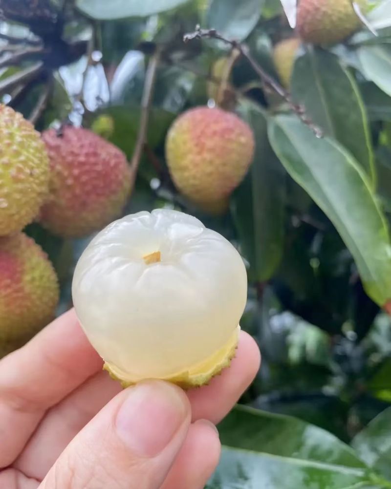 妃子笑荔枝大量供应，可日供十万斤果，有颗粒，串果