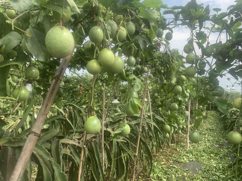 钦蜜9号黄金百香果种苗
