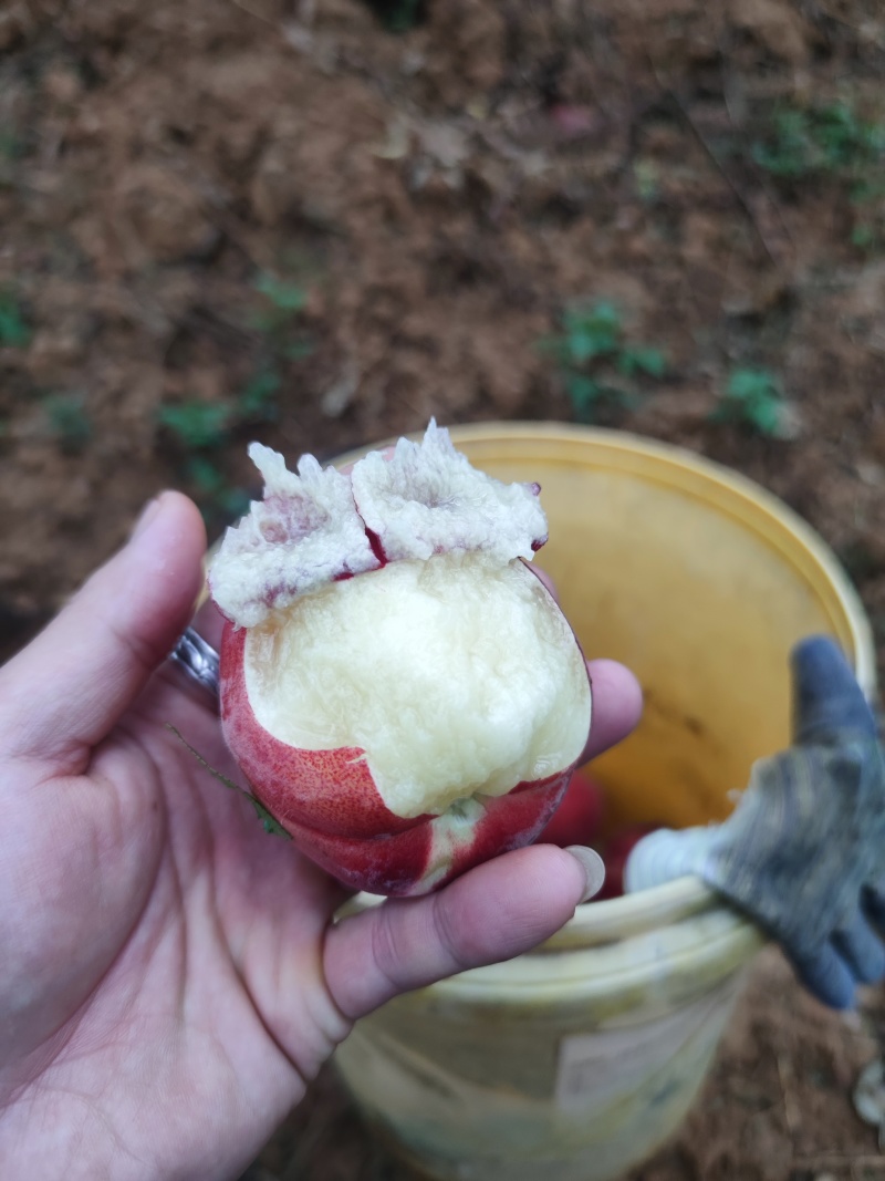 云南早红桃蜜桃红宝石桃五月上市早产区直供一手货源