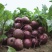 甜菜根基地全年现货直发市场加工脱水出口外贸甜菜头