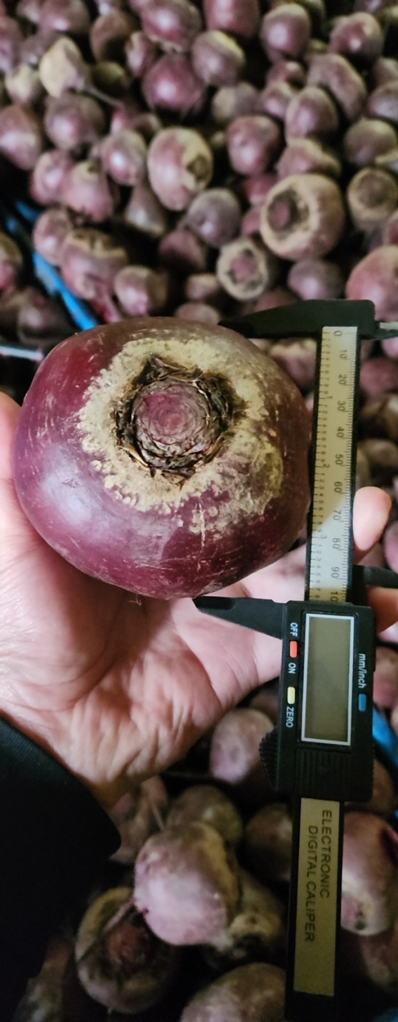 甜菜根基地全年现货直发市场加工脱水出口外贸甜菜头