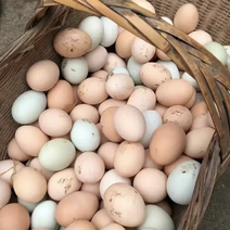 土鸡蛋一星期产值5000个蛋